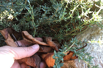 Image-17401