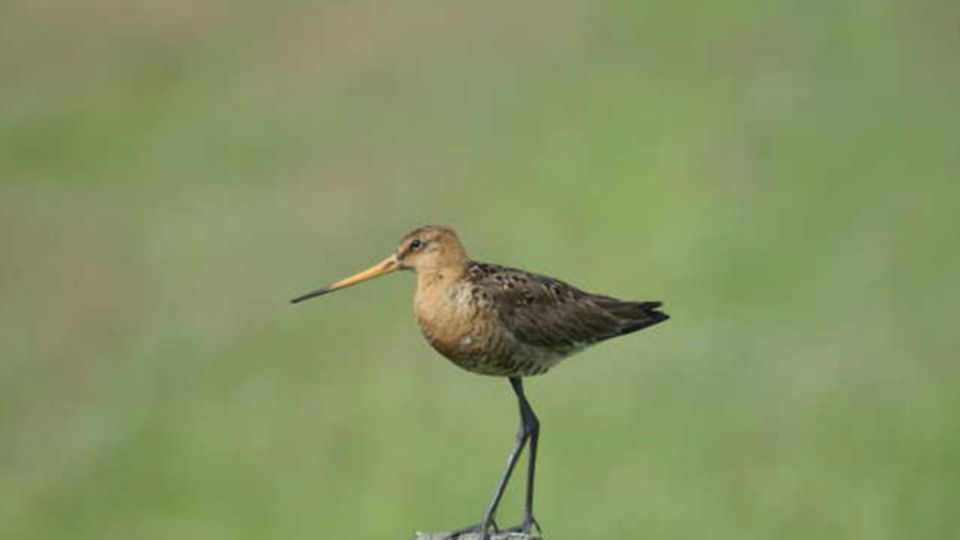 Uferschnepfe