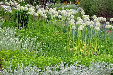 Image-14779