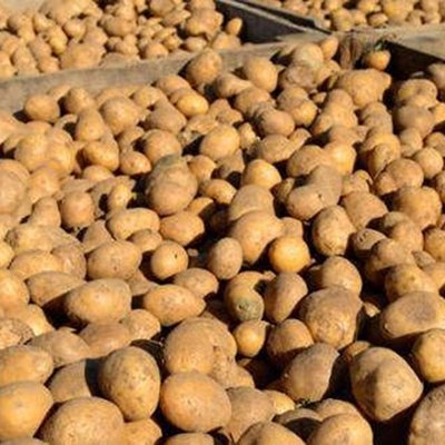 Kartoffelernte