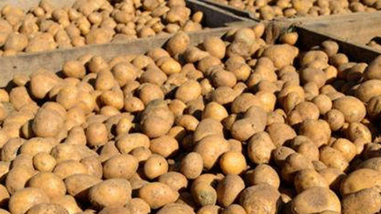 Kartoffelernte
