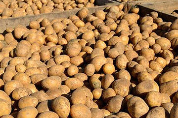 Kartoffelernte