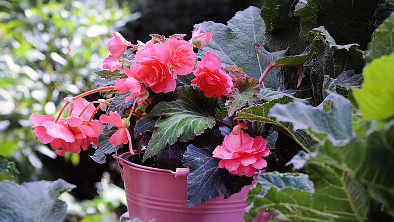 Begonia Cascade odorosa Sweet Pink