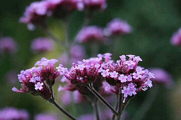 Verbena bonariensis