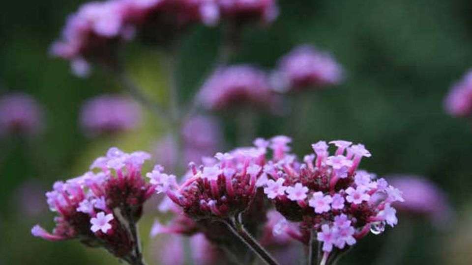 Verbena bonariensis