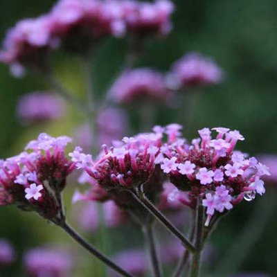 Verbena bonariensis