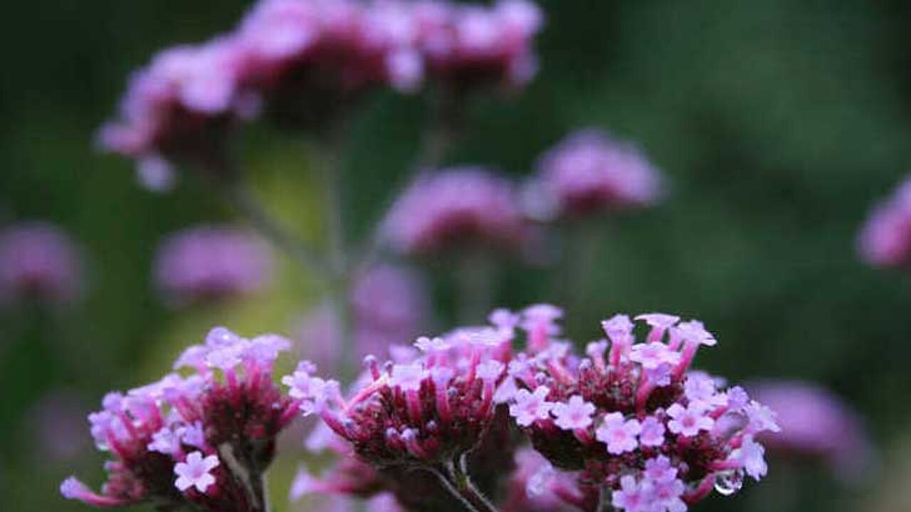 Verbena bonariensis