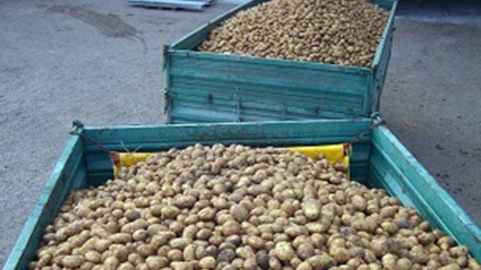 Kartoffeln