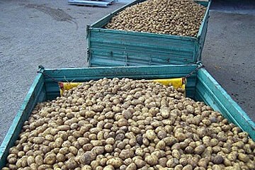 Kartoffeln