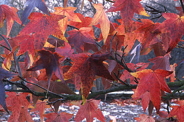 Image-18978
