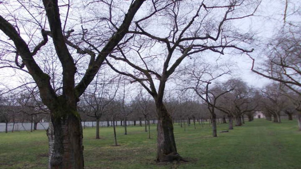 Obstgarten