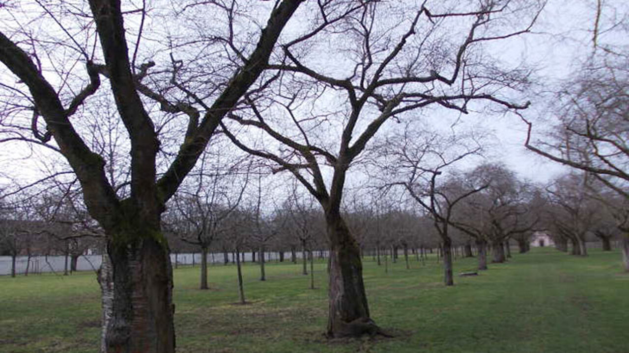 Obstgarten
