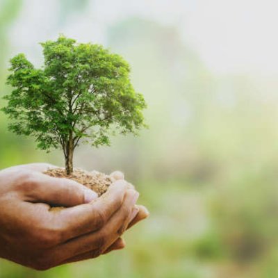 Baum in der Hand