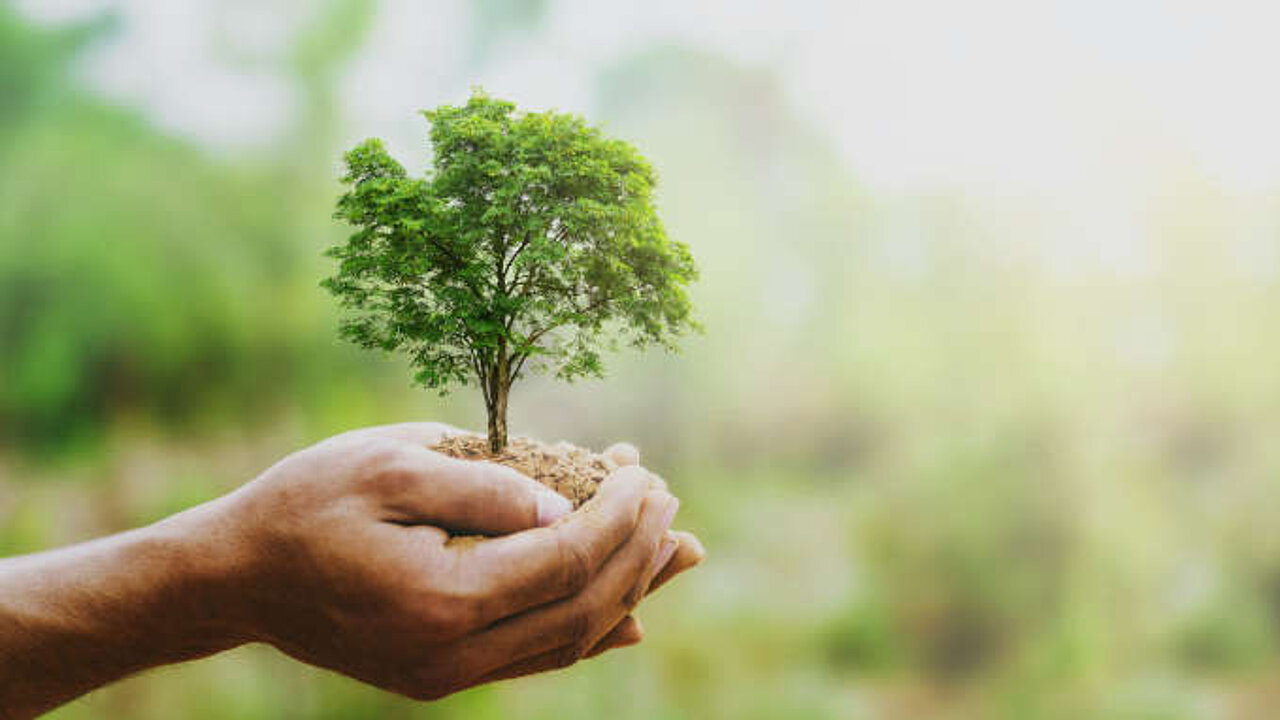 Baum in der Hand