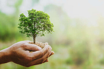 Baum in der Hand