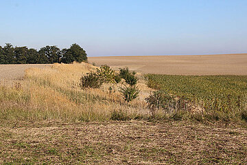 Maisacker