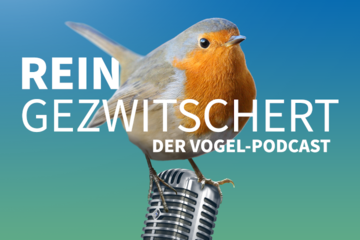Vogel-Podcast