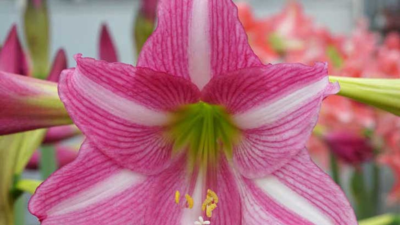 Amaryllis Estella