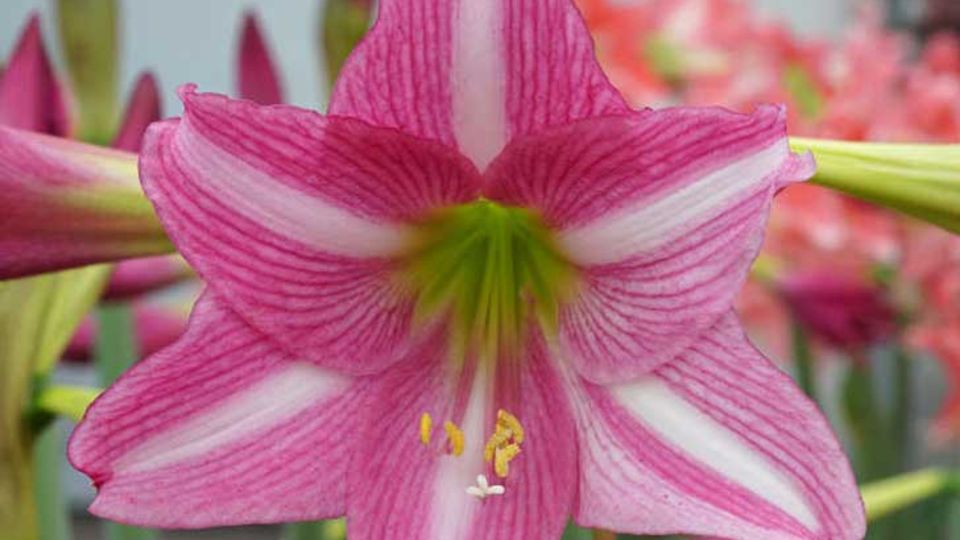 Amaryllis Estella