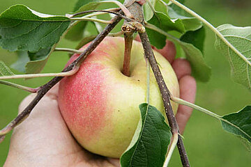 Image-13337