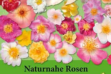 naturnahe Garten- und Wildrosen