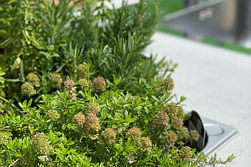 Image-13186