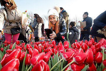 Tulpenfest Amsterdam