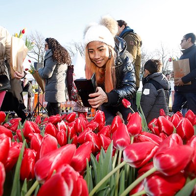 Tulpenfest Amsterdam