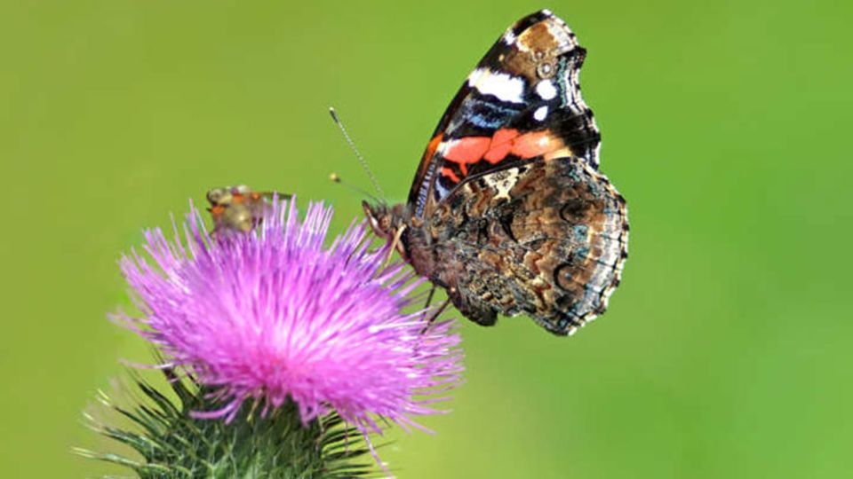 Distel-Schmetterling