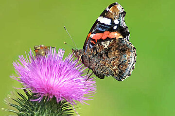 Distel-Schmetterling