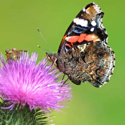 Distel-Schmetterling