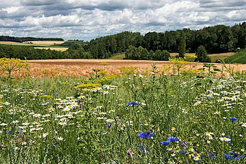 Landwirtschaft