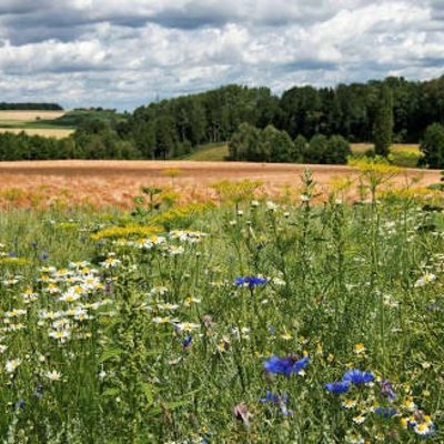 Landwirtschaft