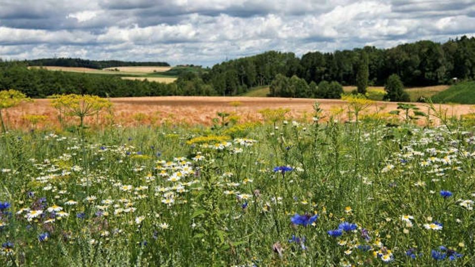 Landwirtschaft