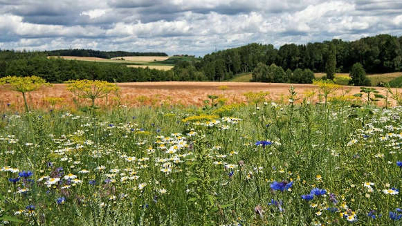 Landwirtschaft