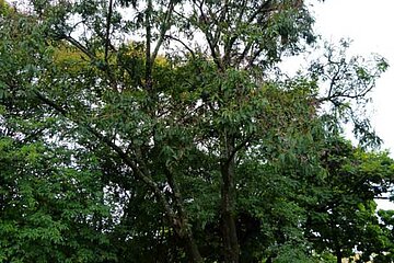 Dalbergia nigra