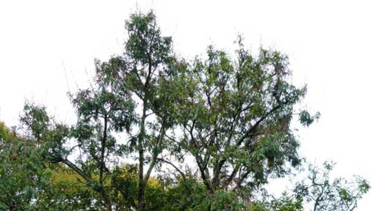 Dalbergia nigra