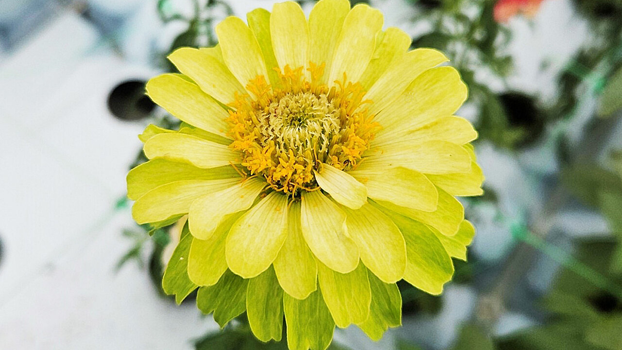 Schnittblumen Zinnie