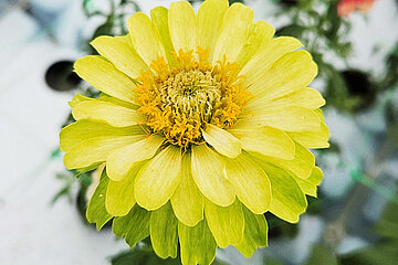 Schnittblumen Zinnie