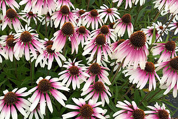 Echinacea Pretty Parasols