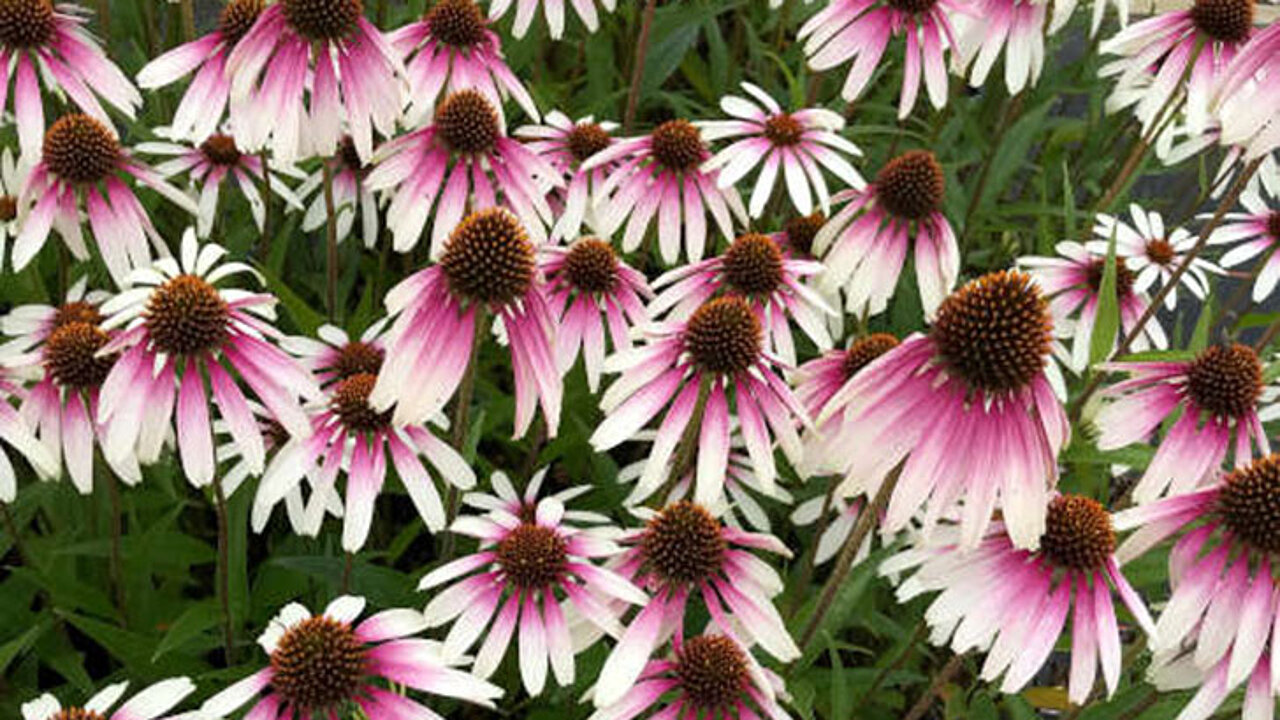Echinacea Pretty Parasols