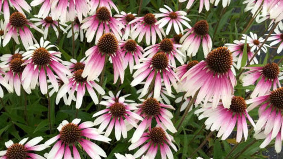 Echinacea Pretty Parasols