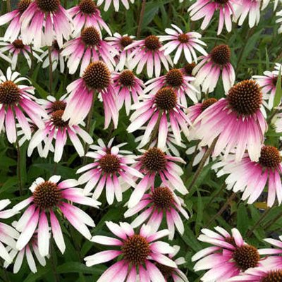 Echinacea Pretty Parasols