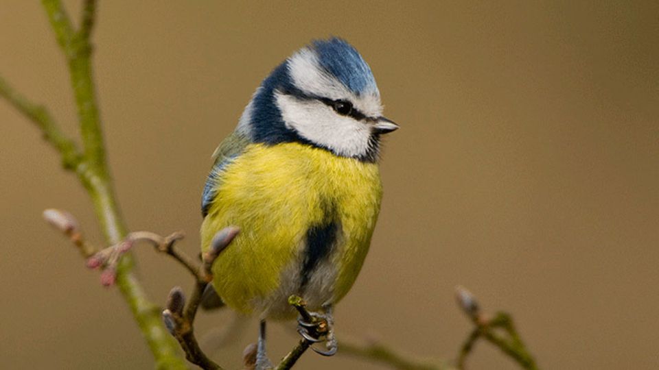Blaumeise