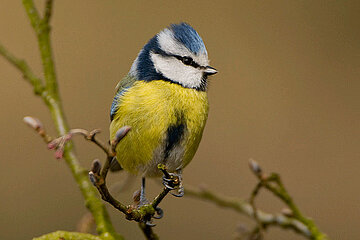 Blaumeise