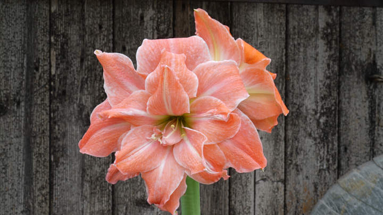 Hippeastrum