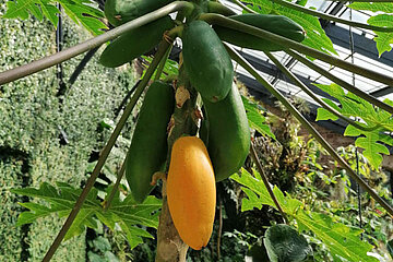 Image-14422