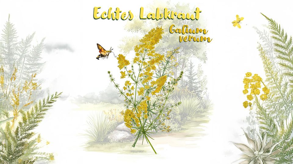 Pflanze des Monats Juli - Echtes Labkraut