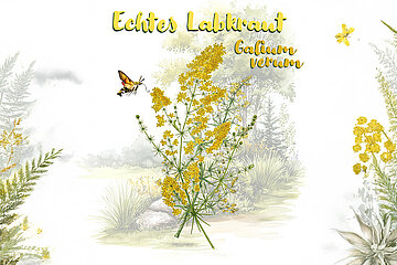 Pflanze des Monats Juli - Echtes Labkraut