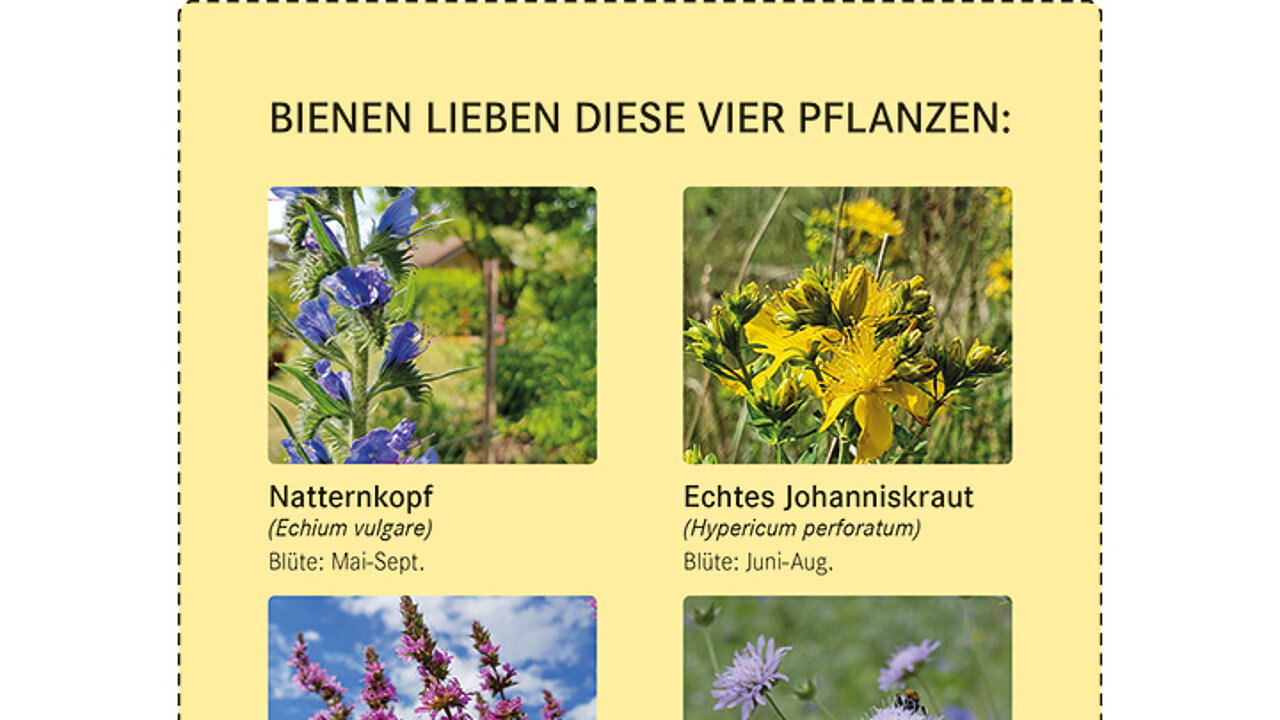 Pflanzen